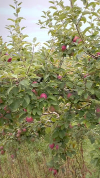 Holiday Apple Maple Butter